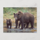 Suche nach grizzlybär postkarten Baby