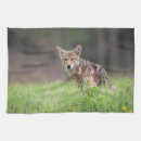 Recherche de coyote photographie Photographie de la nature