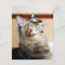 Recherche de cocon cartes postales Chaton
