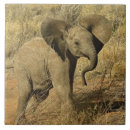 Suche nach afrikanischer elefant fliesen Kenia