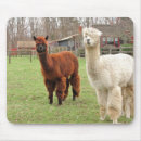 Recherche de alpaga tapis souris Agriculture