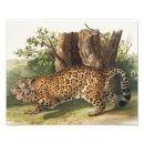 Suche nach jaguar foto poster Wildtiere