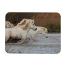 Recherche de courant magnets Cheval sauvage