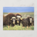 Recherche de buisson cartes postales Faune