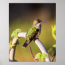 Suche nach grüner kolibri poster Vögel