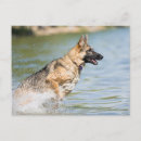 Suche nach deutscher schaferhund postkarten Welpe