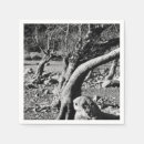 Suche nach schwarz weißer baum Foto