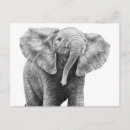 Recherche de african elephant cartes postales Faune