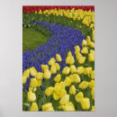 Suche nach keukenhof poster Adam jones