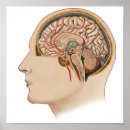 Recherche de neurosciences posters Ressemblance masculine