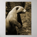 Suche nach braunbär poster Jagd