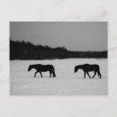Recherche de chevaux neige cartes postales Hiver