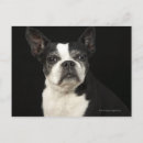 Recherche de âgé cartes postales Chien
