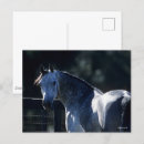 Suche nach backlit postkarten Pferd
