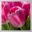 Suche nach rosa tulpen poster Blume