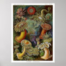 Suche nach seeanemonen poster Ozean