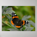 Suche nach roter schmetterling poster Admiral