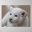 Suche nach sixer poster Für kinder