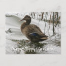 Recherche de canards cartes postales Eau