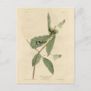 Recherche de noir jaune cartes postales Oiseau