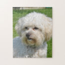 Recherche de frise de bichon puzzles Animal