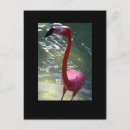 Suche nach flamingo rosa postkarten Natur