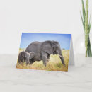 Suche nach african karten Elephant calf