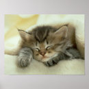 Recherche de petit somme de chat art Chaton
