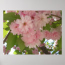 Suche nach kirschbaum poster Natur
