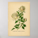 Suche nach bourbon poster Rose