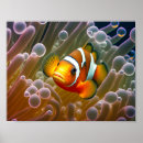 Recherche de anémone posters Marine