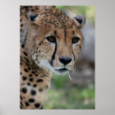 Recherche de chat curieux posters Animal