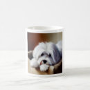 Recherche de coton de tulear Portrait