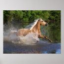 Suche nach palomino poster Bob langrish