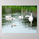 Suche nach schwan poster Schwäne