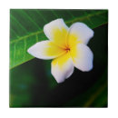 Suche nach frangipani fliesen Plumeria