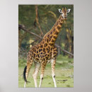 Suche nach langer hals poster Wildtiere