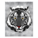 Recherche de tigres blancs posters Gros chats