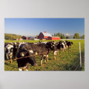 Suche nach milchkuh poster Molkerei