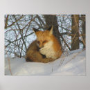 Recherche de renard rouge bébé posters Nature