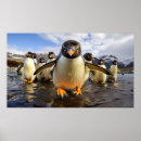 Suche nach coole vögel poster Pinguine