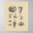 Suche nach larynx poster Anatomie