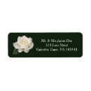 Recherche de naturel photographie Rose