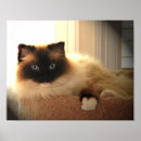 Suche nach ragdoll cat poster Feline