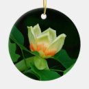 Recherche de arbre de tulipe Photographie florale