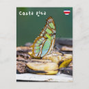Recherche de malachite cartes postales Papillon