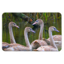 Recherche de cygne magnets Baignade