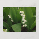 Recherche de muguet Fleurs de printemps