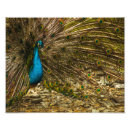 Recherche de peacock posters Photo de paon
