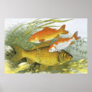 Recherche de aquarium posters Algues